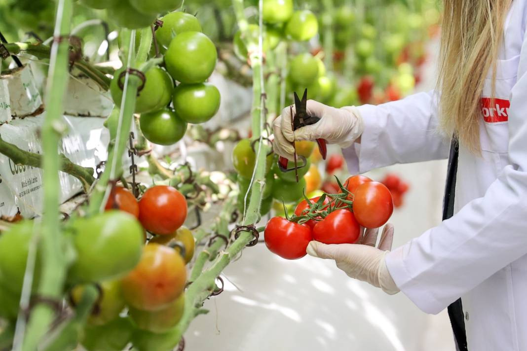 Çürük buharla Konya'da 1600 ton üretiliyor: Yabancı alıcı kapış kapış kaçırmıyor 8